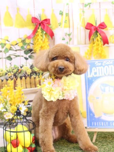 20240403かぐらちゃん